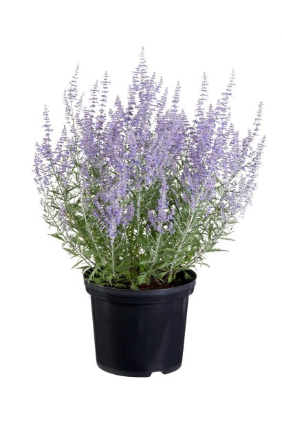 Перовскія Блю Спайр саджанець